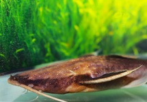 BRAADPANMEERVAL LEPTURUS