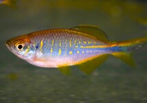 BENGAL DANIO