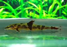 GEVLEKTE ALGENETER OGILVIEI