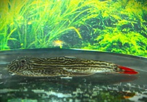  IMPERIAL RED HILLSTREAM LOACH