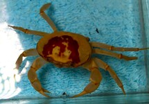 CRABE DE FEU