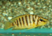 TANGANYIKA CICHLIDE GOUDKOP