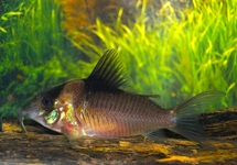 CORYDORAS CRYPTICUS