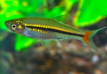 RED-TAILED RASBORA