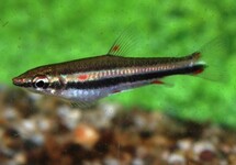 THREE-LINED PENCILFISH