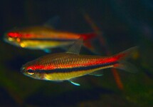 AFRICAN EMPEROR TETRA
