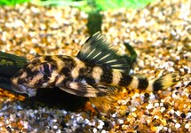 L168 BUTTERFLY PLECO