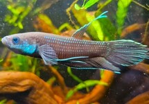 BETTA OCELLATA
