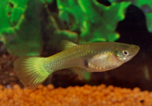 GUPPY NÉON JAUNE (FEMELLE) 