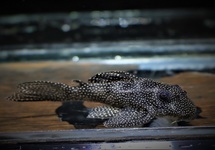 L262 HYPANCISTRUS 