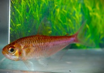 KARPERZALM BELLASOMNIOSA