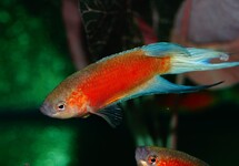 PARADISEFISH BLUE FIN RED FLAME