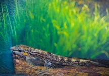 HOMALOPTEROIDES AVII