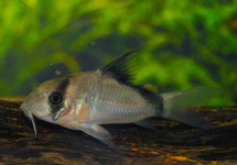 CORYDORAS BANDIT