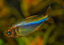 BLUEBERRY TETRA