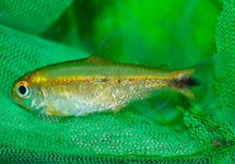 BASSAM TETRA