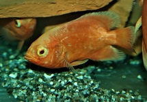 OSCAR SUPER ROUGE