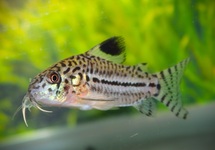 CORYDORAS LÉOPARD