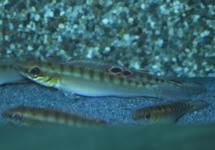 CRENICICHLA ORINOCO