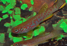 KILLIFISH SCHEELI