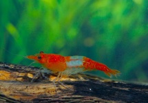 ORANGE RILI SHRIMP