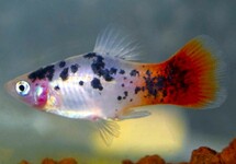 PLATY BLANC SPOTTED REDTAIL