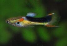 GUPPY ENDLER JAUNE HALF TUXEDO (M/F)