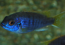 MALAWI CICHLID ACEI