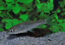 GOLDEN MAHSEER AZIE