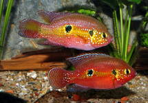 CICHLIDÉ JOYAU