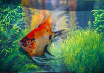P. SCALARE ALBINO L L