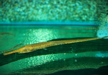 NAALDMEERVAL PLATORYNCHUS