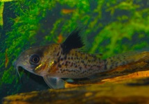 CORYDORAS À NAGEOIRES NOIRES
