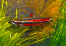 ZIERSALMLER RUBROCAUDATUS