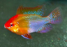GOLD RAM CICHLID  