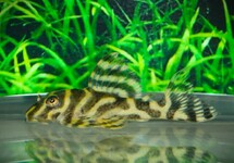 L333 HYPANCISTRUS YELLOW STRIPE PLECO