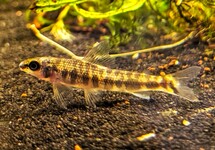 NANNOCHARAX MACROPTERUS