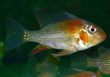 CICHLIDÉ DE HECKELS ROUGE