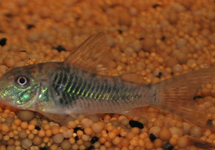 NORTHERN LONGNOSE CORY