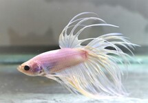BETTA CROWNTAIL WHITE MALE