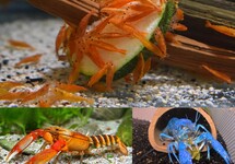 Shrimp Crab & Crayfish
