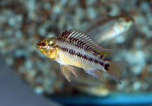DWARF CICHLID HOIGNEI