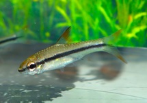 SPOTSCALE BARB