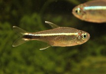 TETRA METAE