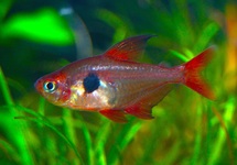 RED PHANTOM TETRA