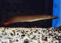 PEACOCK EEL