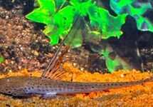 ZWEEPSTAART CRYPTODON