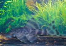L206 CLOWN PLECO