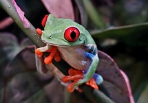 RED-EYED TREE FROG