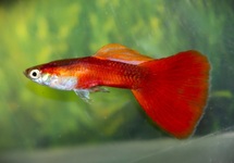 GUPPY ROYAL ROT MANN